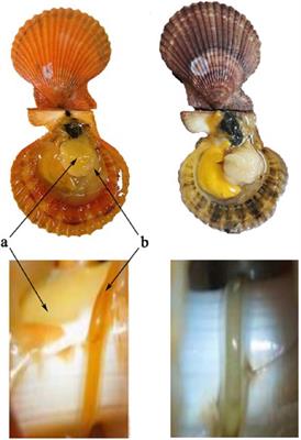 Comparison of Gut Microbiota Between Golden and Brown Noble Scallop <mark class="highlighted">Chlamys nobilis</mark> and Its Association With Carotenoids